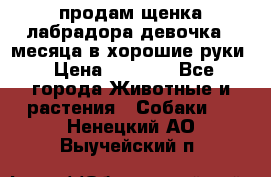 продам щенка лабрадора девочка 2 месяца в хорошие руки › Цена ­ 8 000 - Все города Животные и растения » Собаки   . Ненецкий АО,Выучейский п.